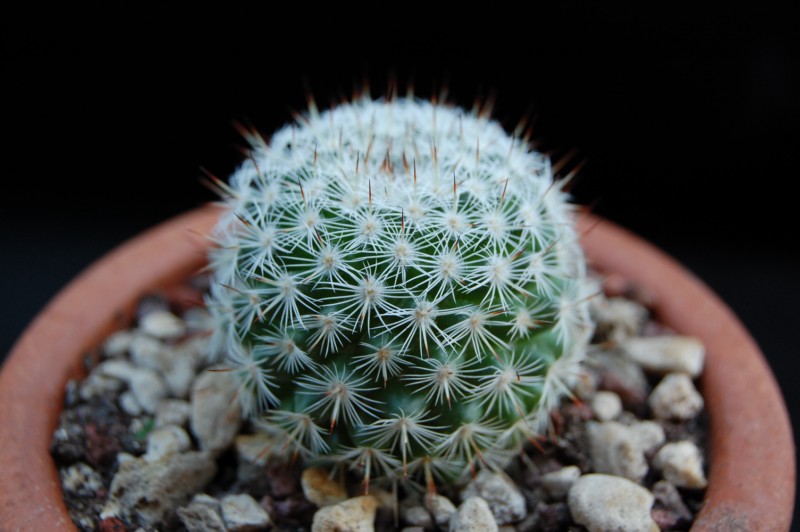 Mammillaria monticola ML 52