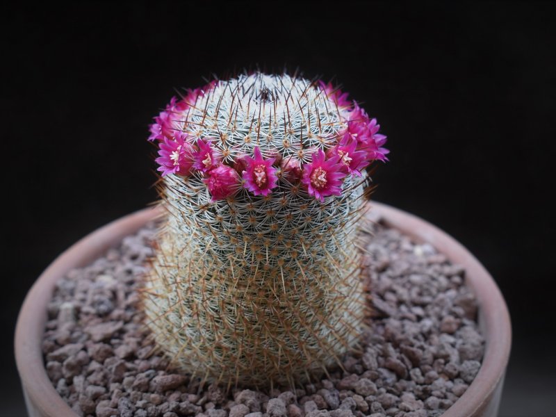 Mammillaria elegans ROG 123