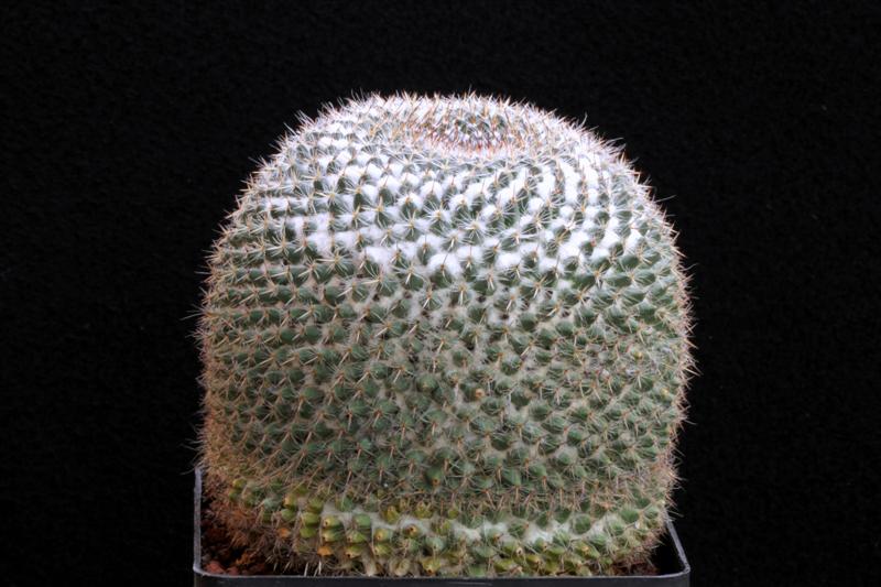 Mammillaria chionocephala 