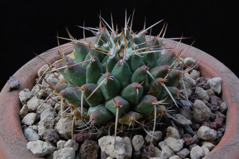 Mammillaria bucareliensis v. tamaulipa ROG 590