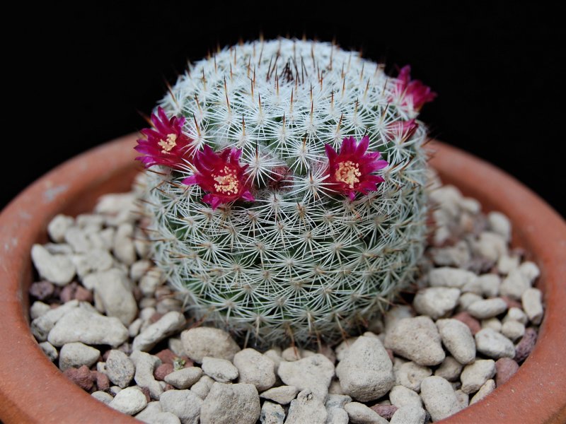 Mammillaria monticola ML 52