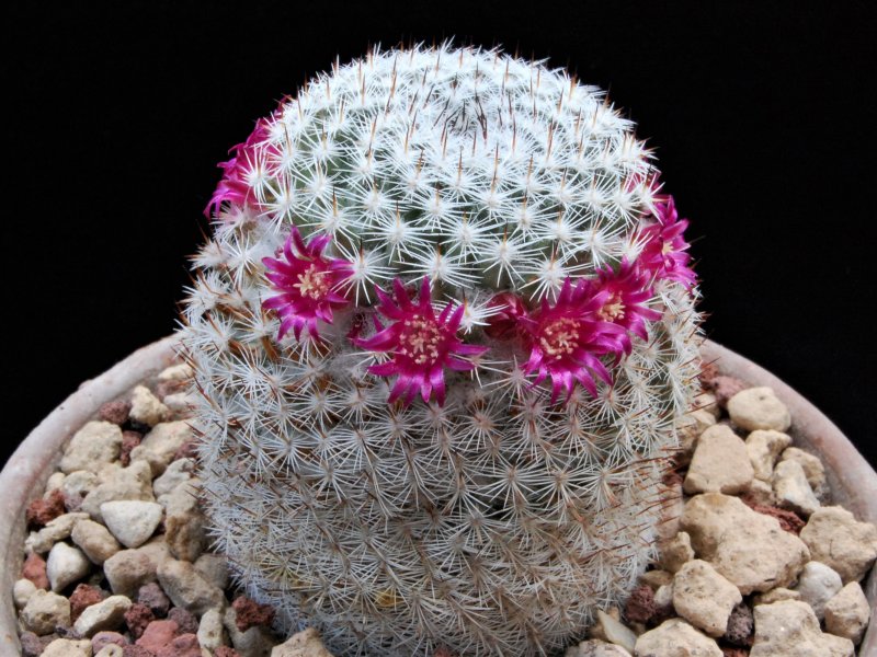 Mammillaria monticola ML 52