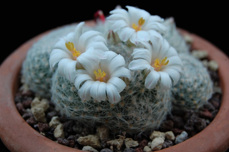 Mammillaria lenta SB 1719