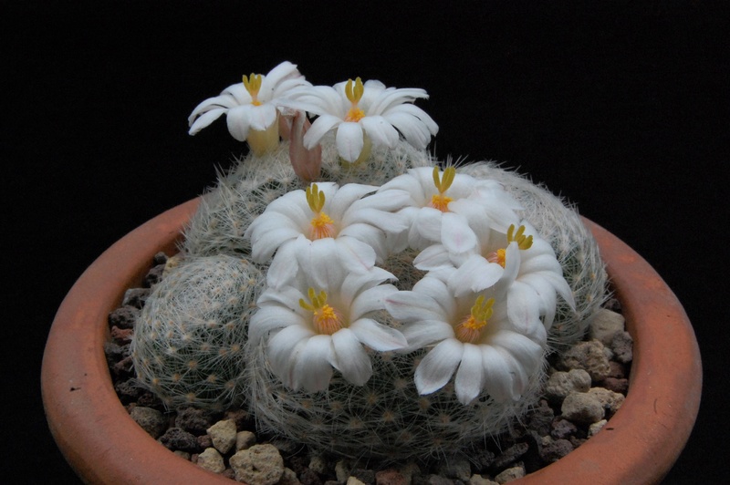 Mammillaria lenta SB 1719