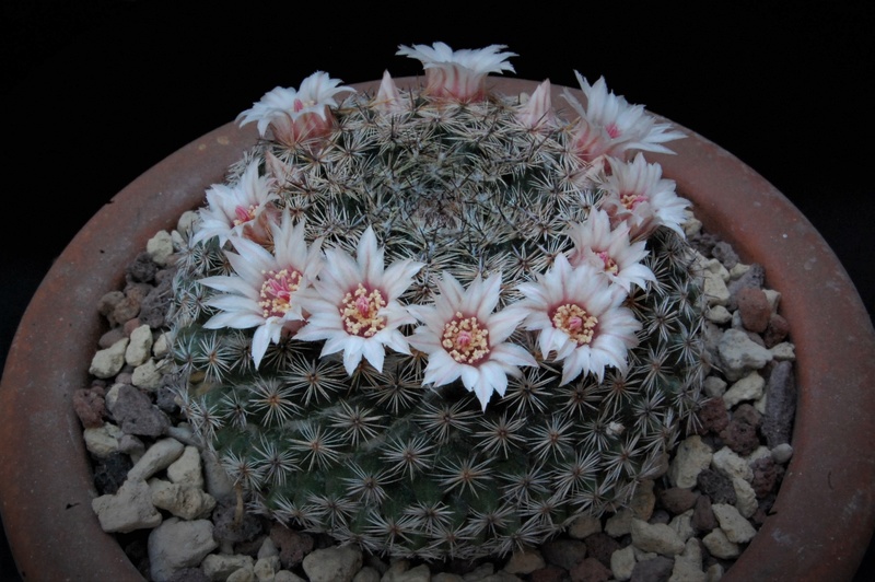 Mammillaria formosa BZ 15