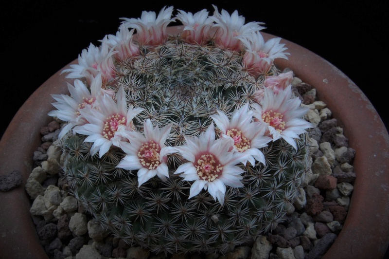 Mammillaria formosa BZ 15