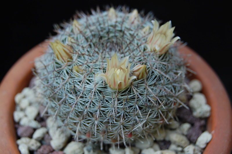 Mammillaria chionocephala BZ 38