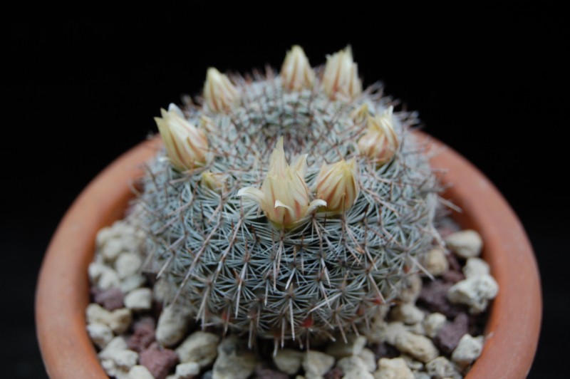 Mammillaria chionocephala BZ 38