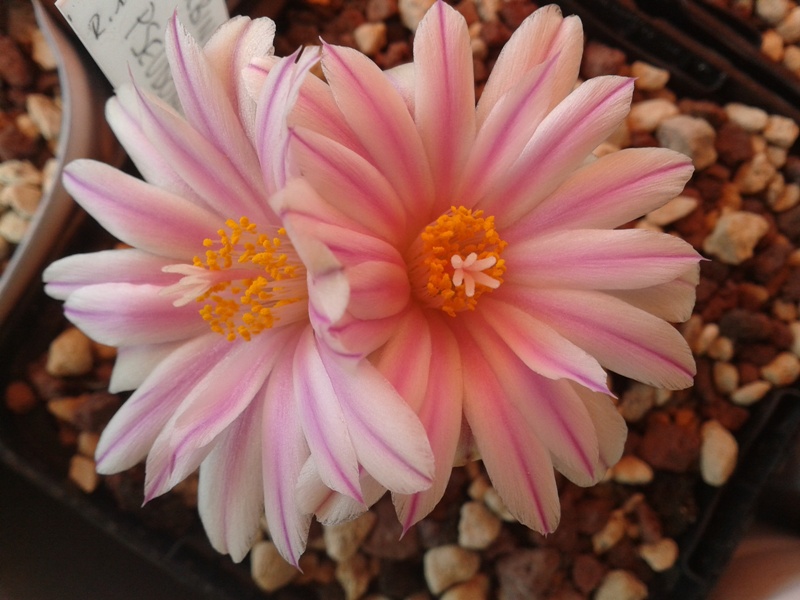 Turbinicarpus pseudomacrochele 