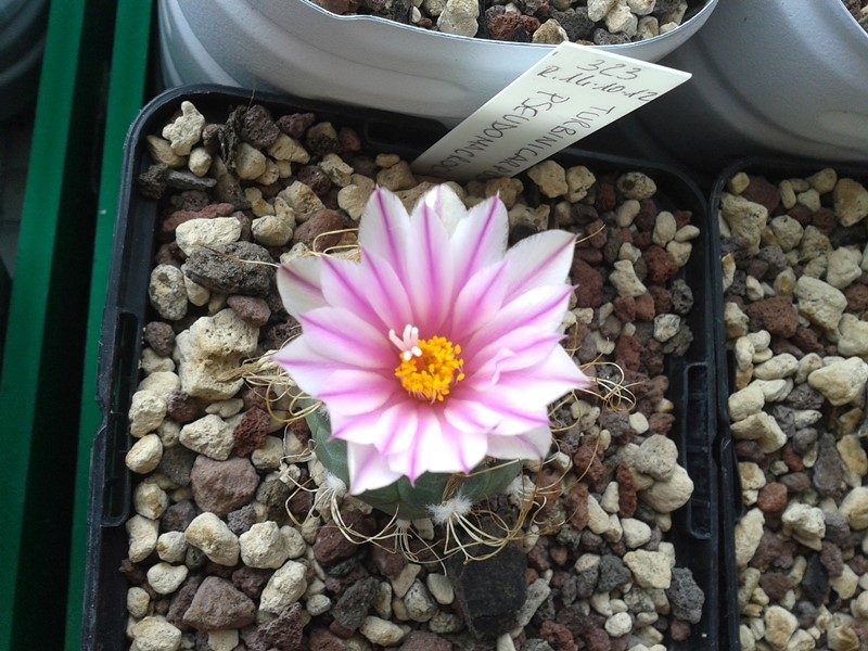 Turbinicarpus pseudomacrochele 