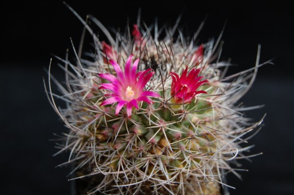 Mammillaria mystax Z 78