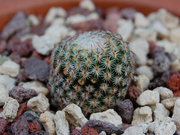 Mammillaria crucigera ssp. tlalocii LAU 1119