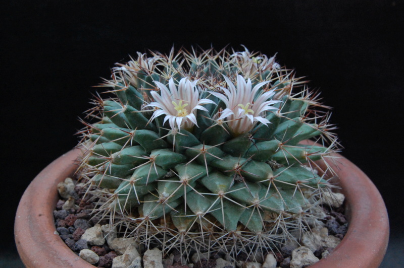 Mammillaria grusonii Z 63