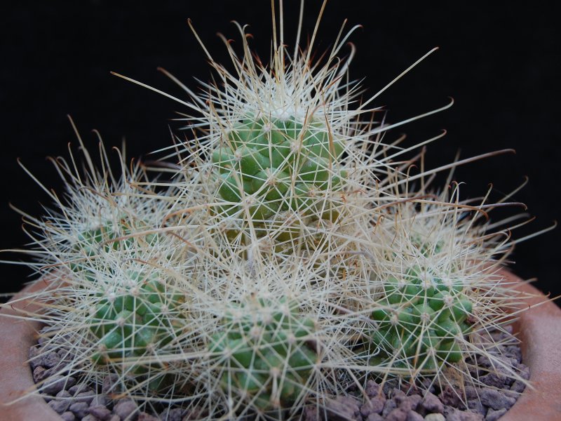 Mammillaria pondii ssp. setispina 