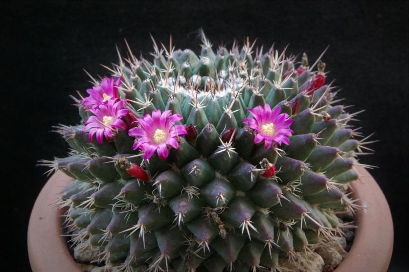 Mammillaria erythra REP 879