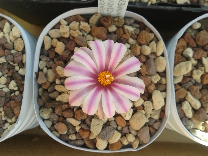 Turbinicarpus schwarzii v. roseiflorus 