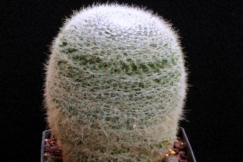 Mammillaria hahniana 