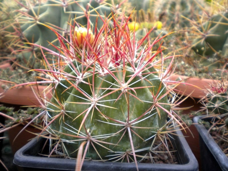 Ferocactus viridescens REP 232