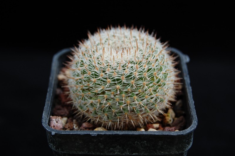 Mammillaria perbella 