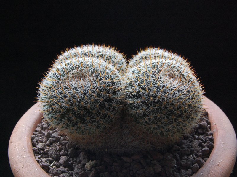 Mammillaria perbella 