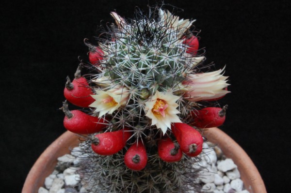 Mammillaria armillata 