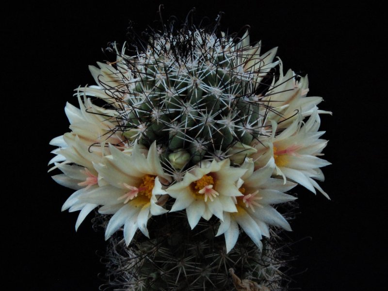 Mammillaria armillata Z 155