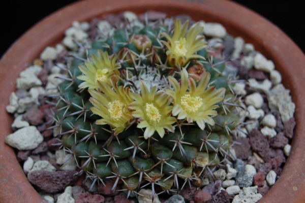 Mammillaria uncinata Z 86