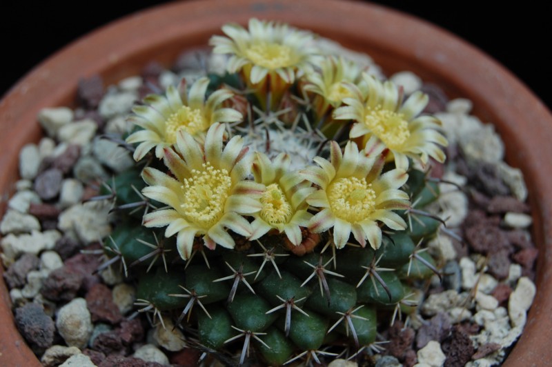 Mammillaria uncinata Z 86