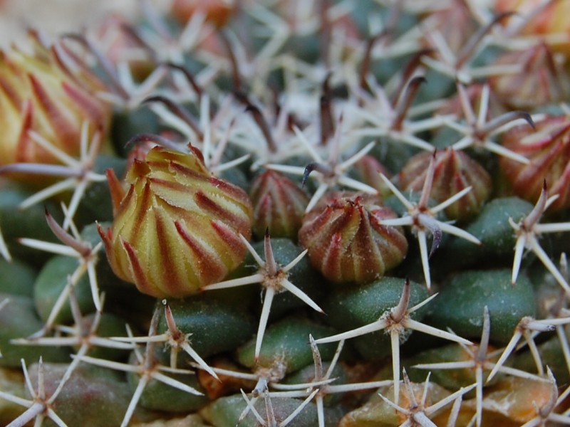 Mammillaria uncinata Z 86