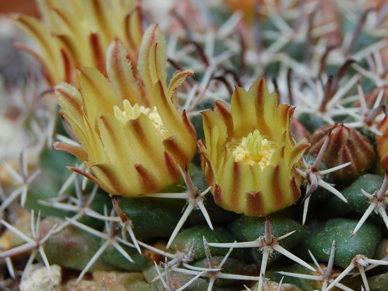 Mammillaria uncinata Z 86