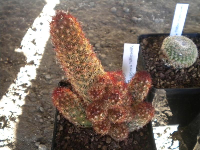 Mammillaria elongata 