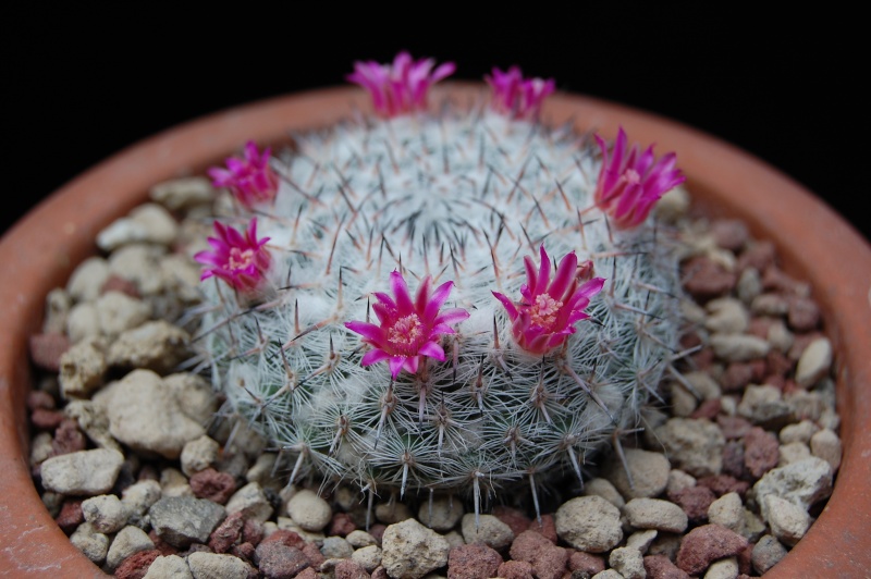 Mammillaria albata v. sanciro MBF 146