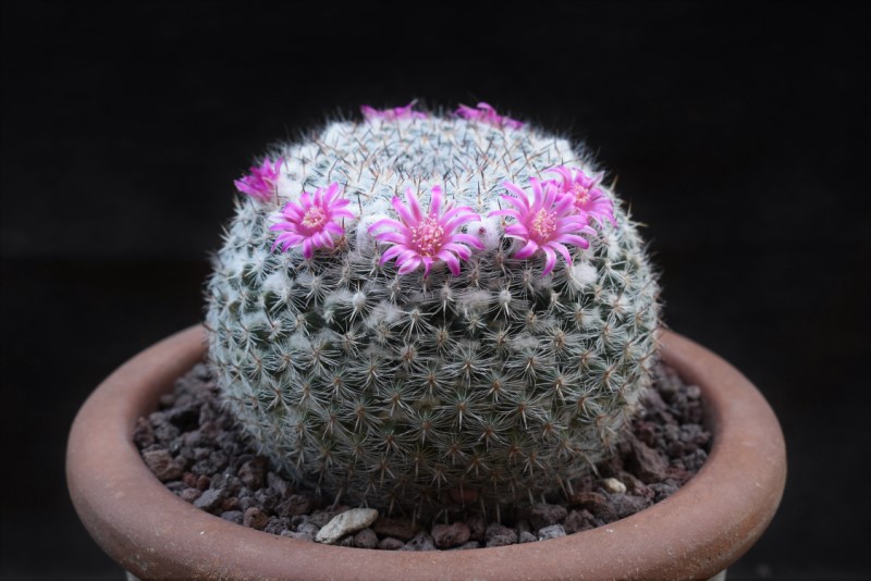 Mammillaria albata v. sanciro MBF 146