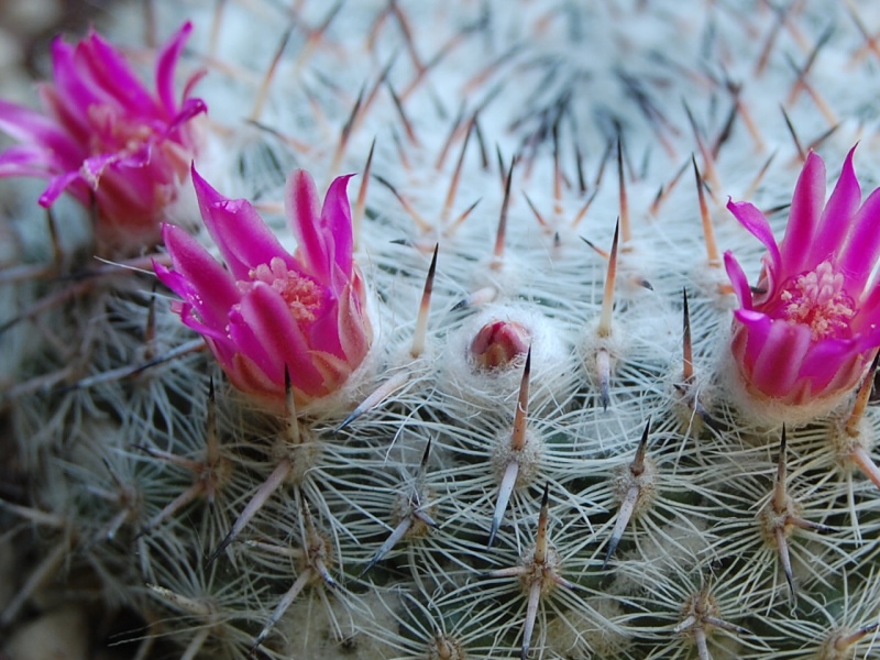 Mammillaria albata v. sanciro MBF 146