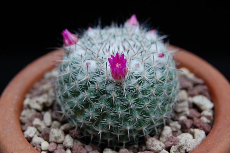 Mammillaria albata v. sanciro MBF 146