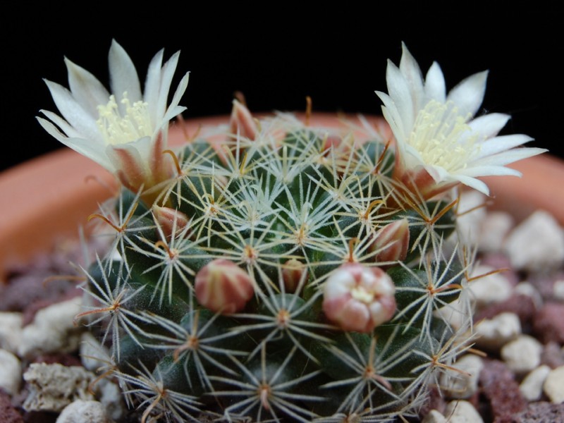 mammillaria tezontle