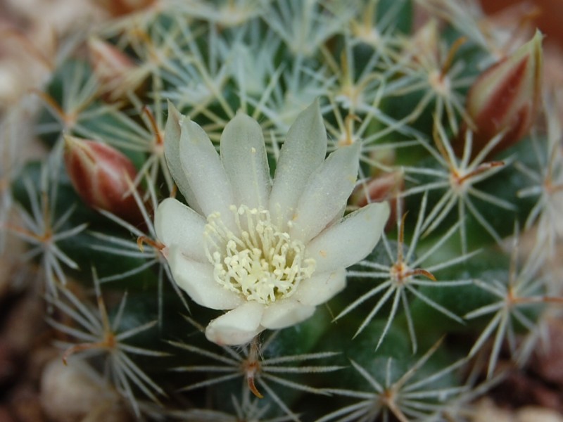 Mammillaria tezontle 