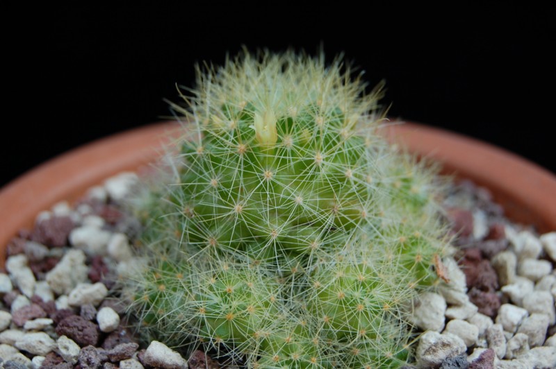 Mammillaria anniana REP 1806