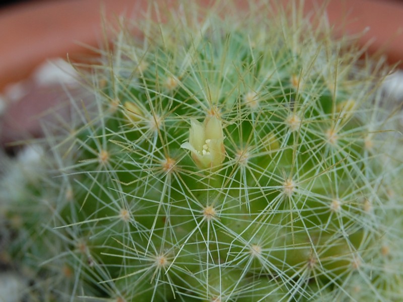 Mammillaria anniana REP 1806