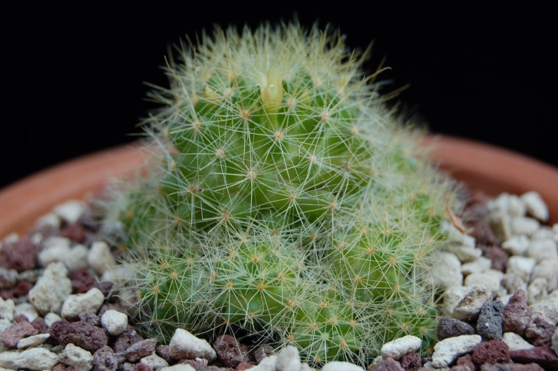 Mammillaria anniana 