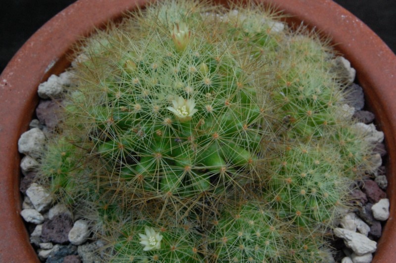 Mammillaria anniana REP 1806