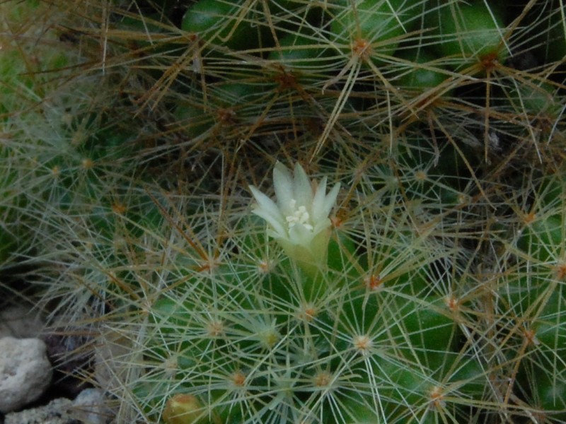 Mammillaria anniana REP 1806