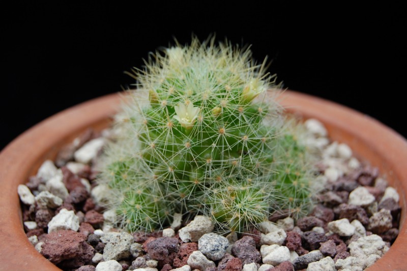 Mammillaria anniana REP 1806