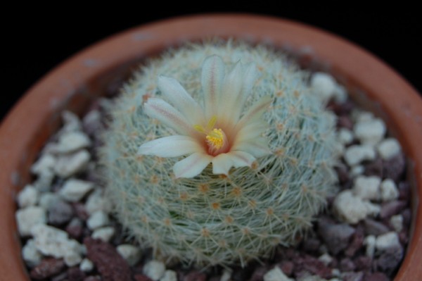 Mammillaria candida v. estanzuelensis Z 108a