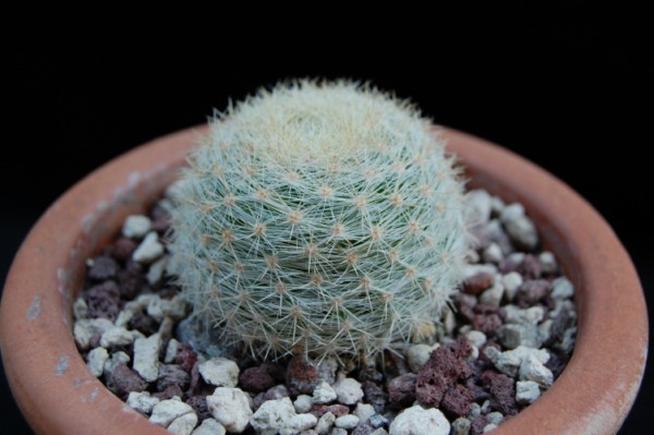 Mammillaria candida v. estanzuelensis Z 108a