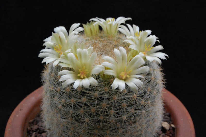 Mammillaria candida v. estanzuelensis Z 108a