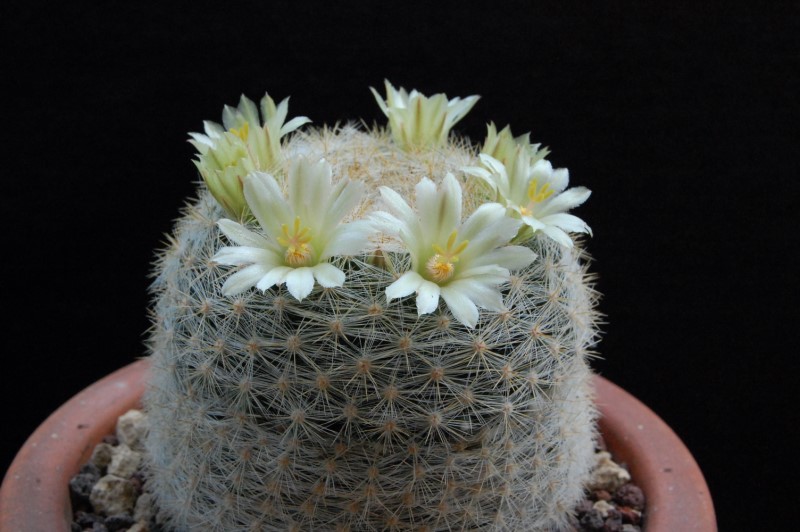 Mammillaria candida v. estanzuelensis Z 108a