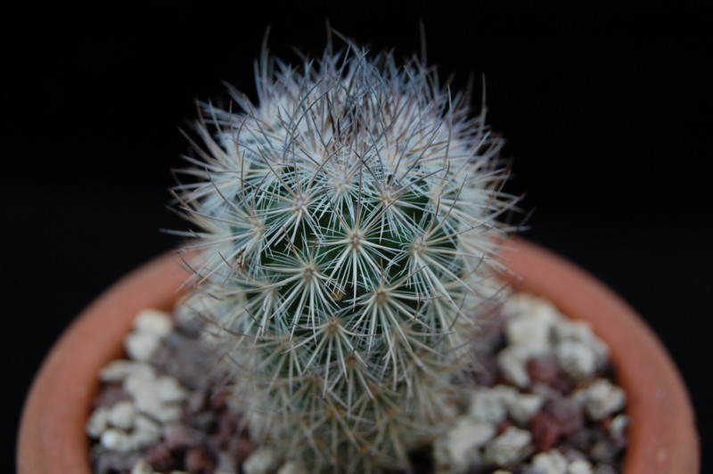 Mammillaria pottsii 