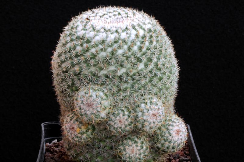 Mammillaria hahniana v. werdermanniana 