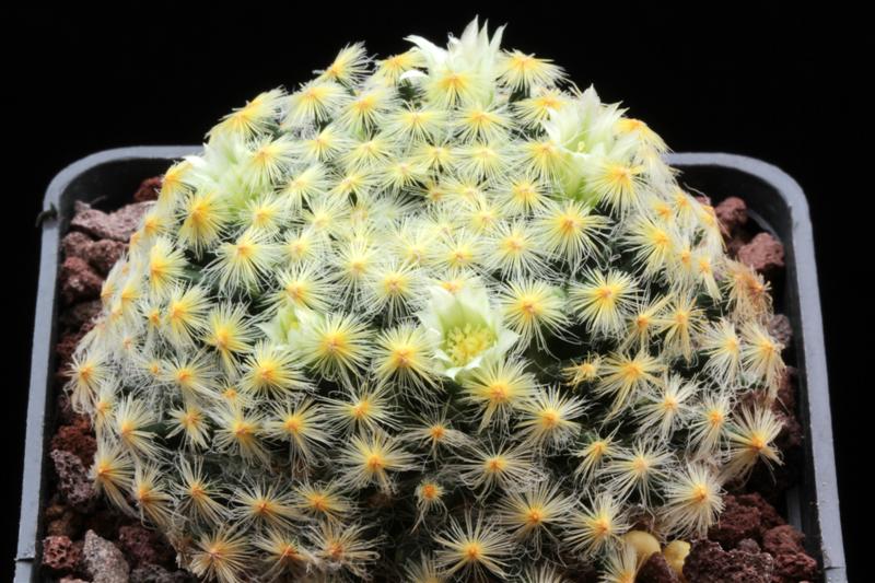 Mammillaria schiedeana 